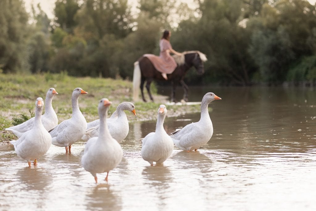 Gänse im Vordergrund, im Hintergrund reitet eine Frau im rosa Shootingkleid auf ihrem Islandpferd durch einen Bach.