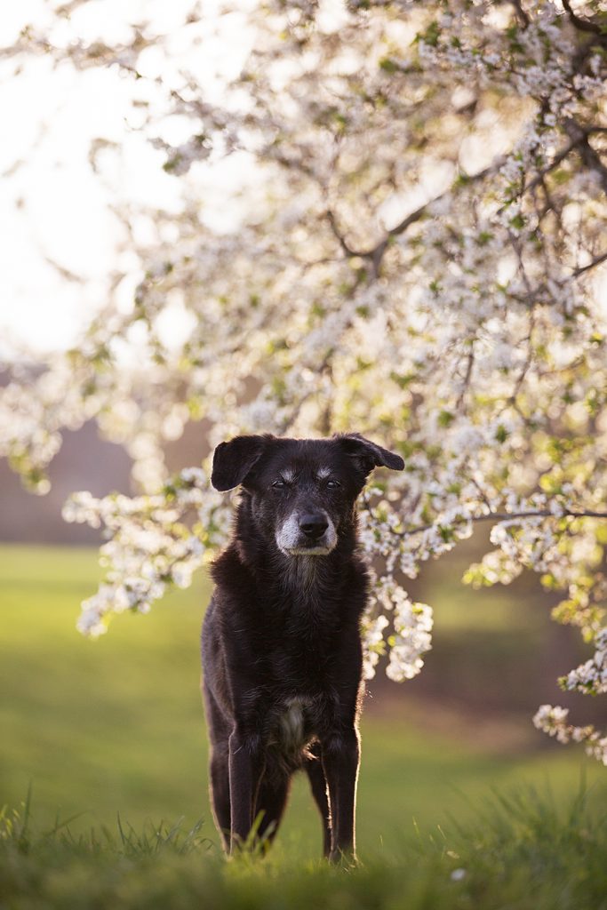 schwarzer hund mit grauer schnauze mit blühenden Mirabellen Baum als Hintergrund