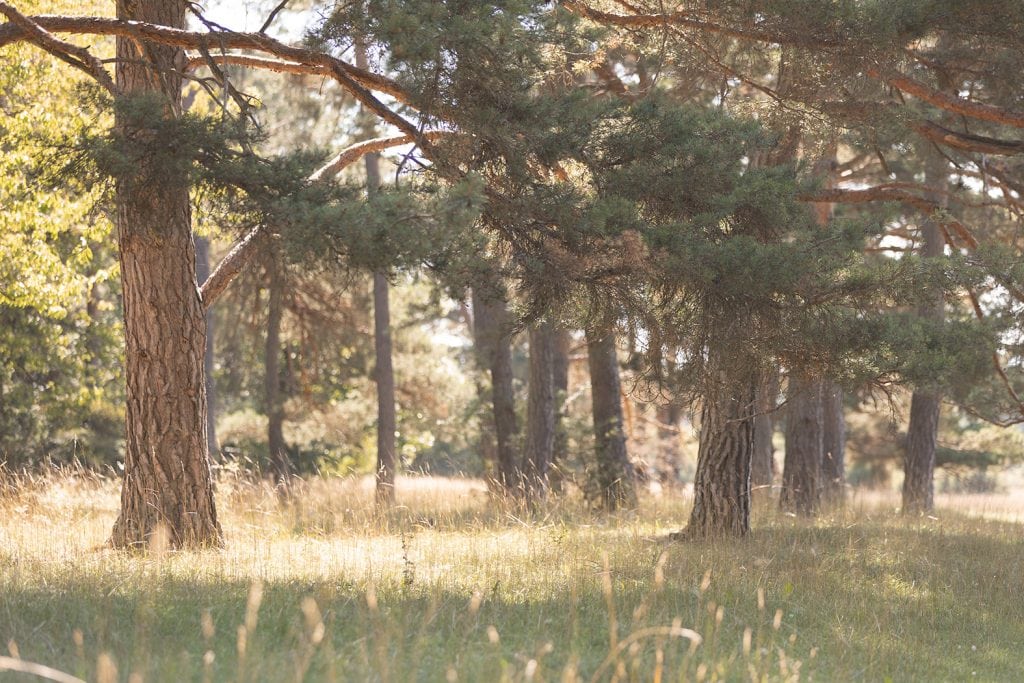 Weite Naturkulisse einer Outdoor-Fotolocation bei Stuttgart mit Wiesen, Bäumen und natürlicher Landschaft.