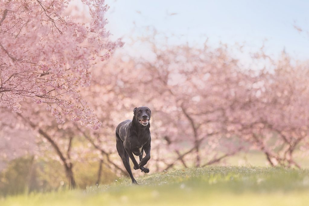 Schwarzer großer Hund rennt über eine grüne Wiese vor rosa blühenden Kirschbäumen und blauen Himmel bei einem Hunde Fotoshooting