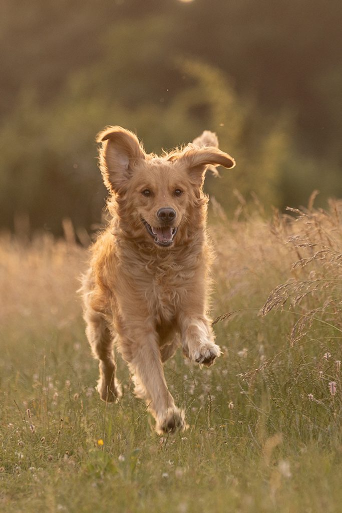 Golden Retriever springt durch die Luft, Ohren fliegen, im Outdoor-Shooting – Hundeshooting Stuttgart.
