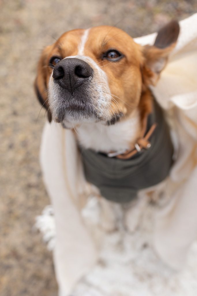Hund streckt neugierig die Nase nach oben in Richtung Kamera, während er aufmerksam bei seiner Besitzerin ist.