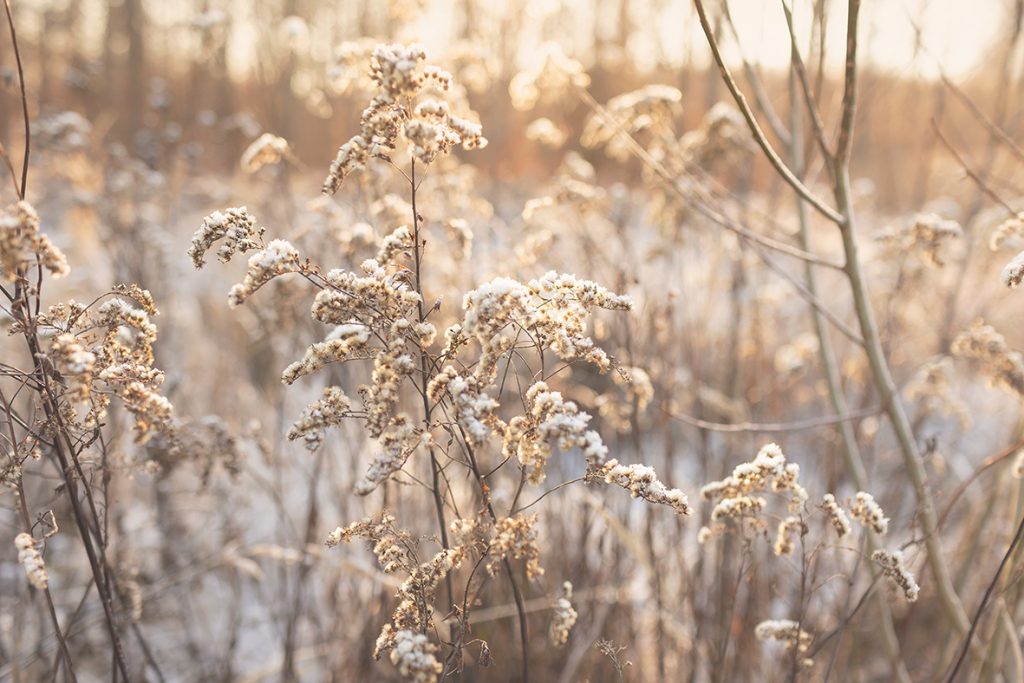 Überfohren Gräser Nahaufnahme