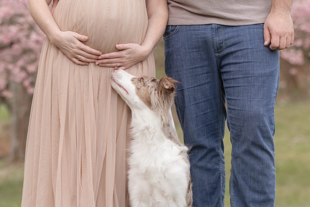 Babybauch-Shooting Stuttgart mit werdenden Eltern und mi Hund Australian Shepherd in rosa Kirschblüten