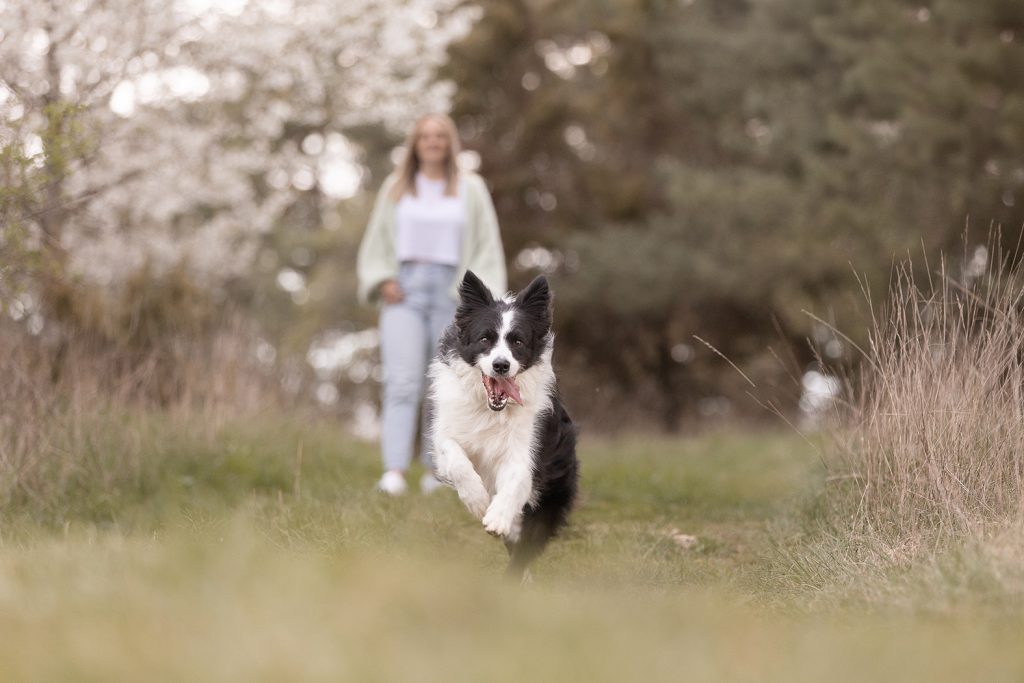 Border Collie springt dynamisch im Vordergrund während eines Spaziergangs, seine Besitzerin läuft lächelnd im Hintergrund hinterher – lebendige Hundefotografie in Stuttgart.