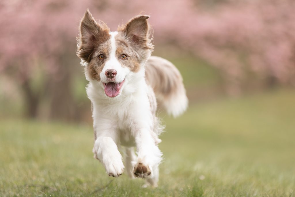 Red Merle Hund rennt über eine grüne Wiese, im Hintergrund blühen rosa Kirschblüten – dynamischer Moment in der Natur bei einem Hundefotoshooting.
