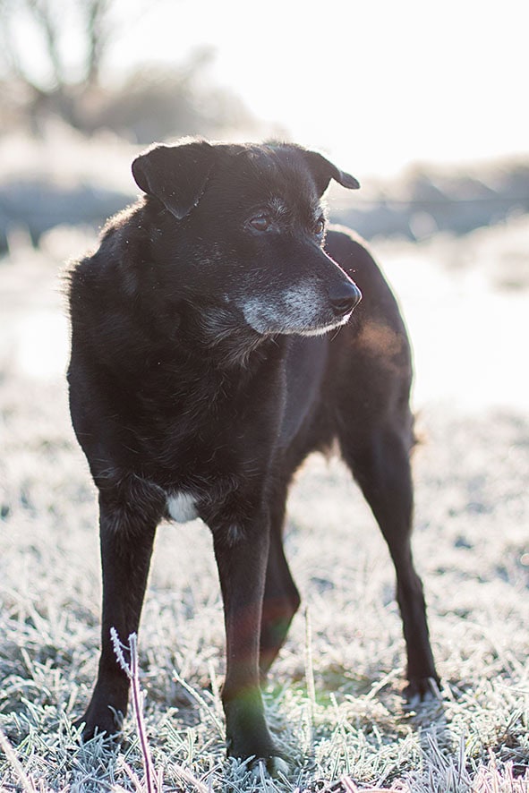 Schwarzer Hund Tierschutzhund im Winter überfrorene Wiese